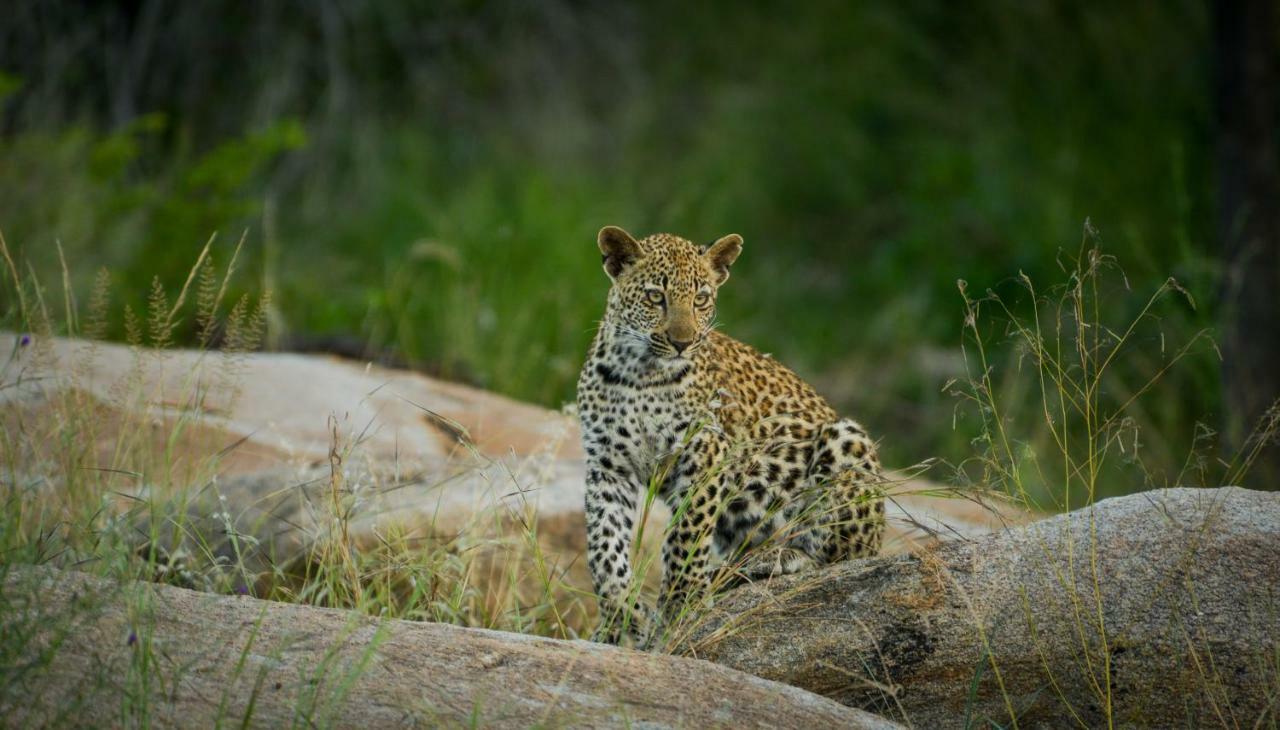 Lion Sands - Tinga Lodge スククザ エクステリア 写真
